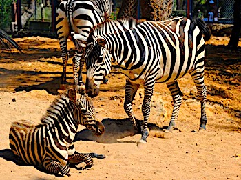  Antalya Zoo